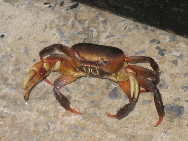 Big, big crab