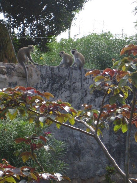 Monkeys on the fence
