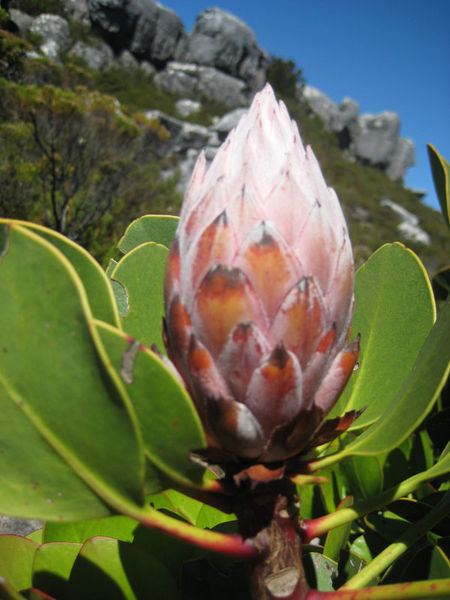 Protea on Table Mountain