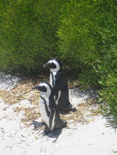Penguins out for a walk at Boulder's Beach