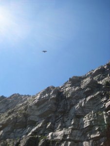 Bird flying over the cliffs of Table Mountain