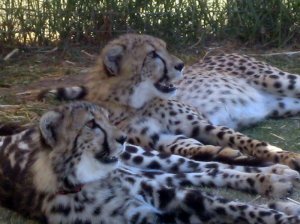 Cheetahs at Spier's winery