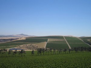 View from Durbanville winery