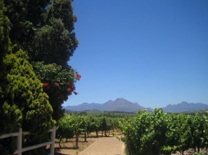 View from Simonsig winery