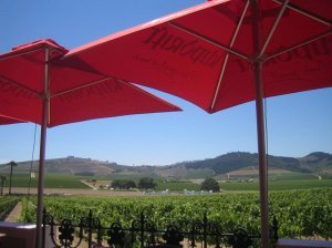 View from Skilpadvlei winery