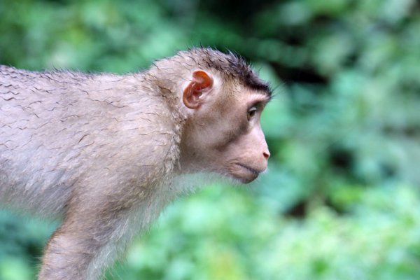 Pig tail macaque