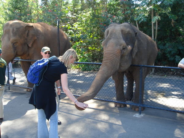 Imogen feeds an elephant