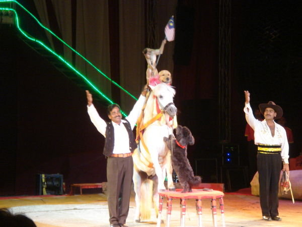 Pony, dog, monkey stack at the circus