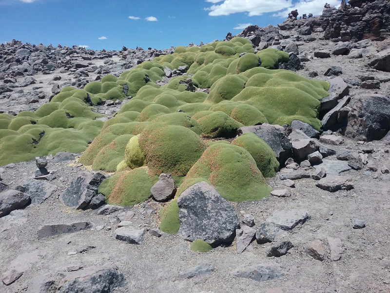 Lichen growing at the summit