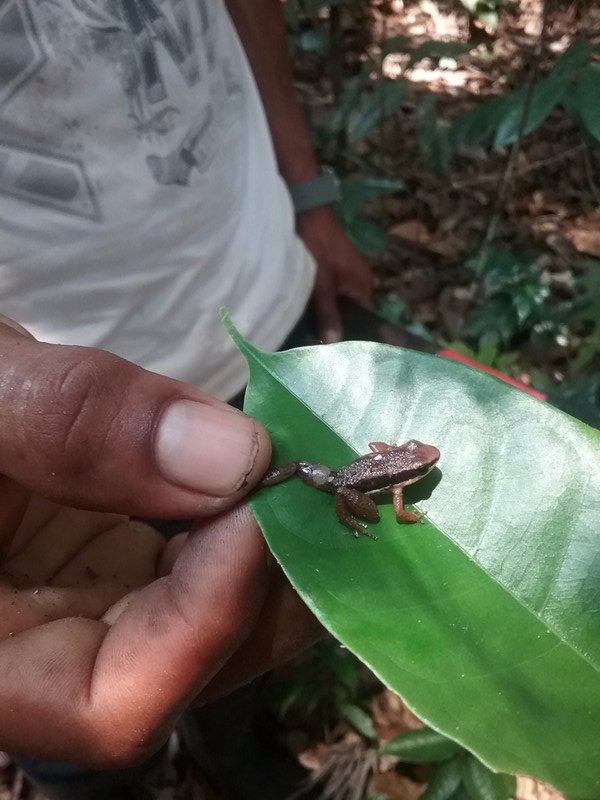 Poison frog