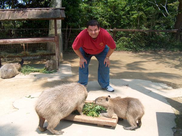Have you ever seen a capybara?