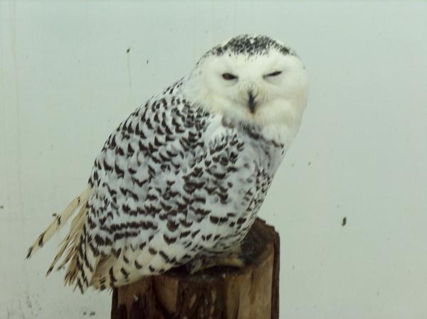 The white owl