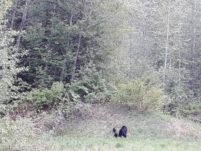 Mother bear with cubs