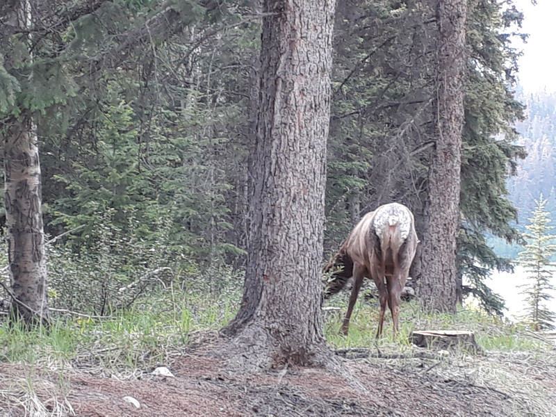 Another large elk