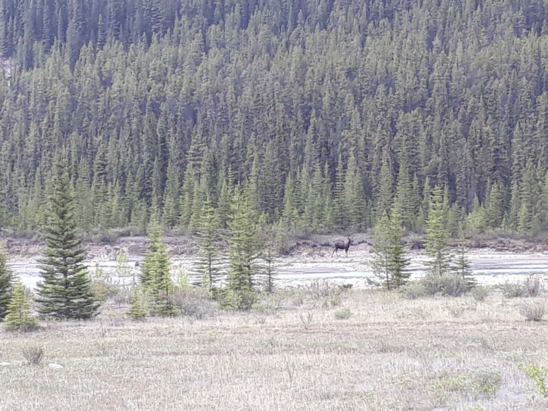 Moose - in the distance 