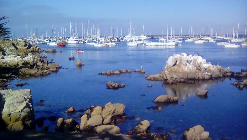 Seals and pelicans in Monterey harbour