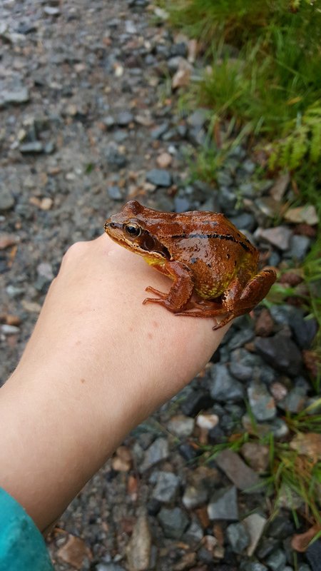 Meet Mr Frog