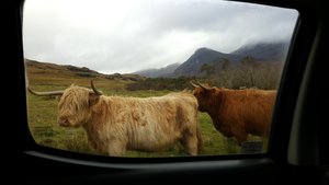 highland cows on the island