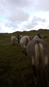on our way with the ponies