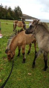 Foals! grey one is Brya (Female), Brown one is Corrie (male)