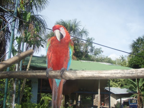 parrot at our camp