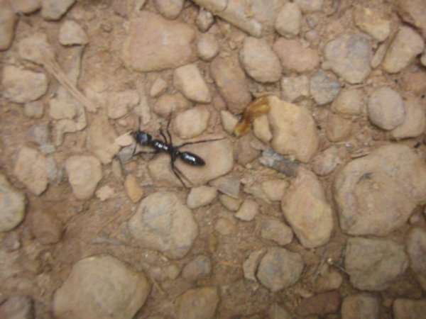 nasty little termite