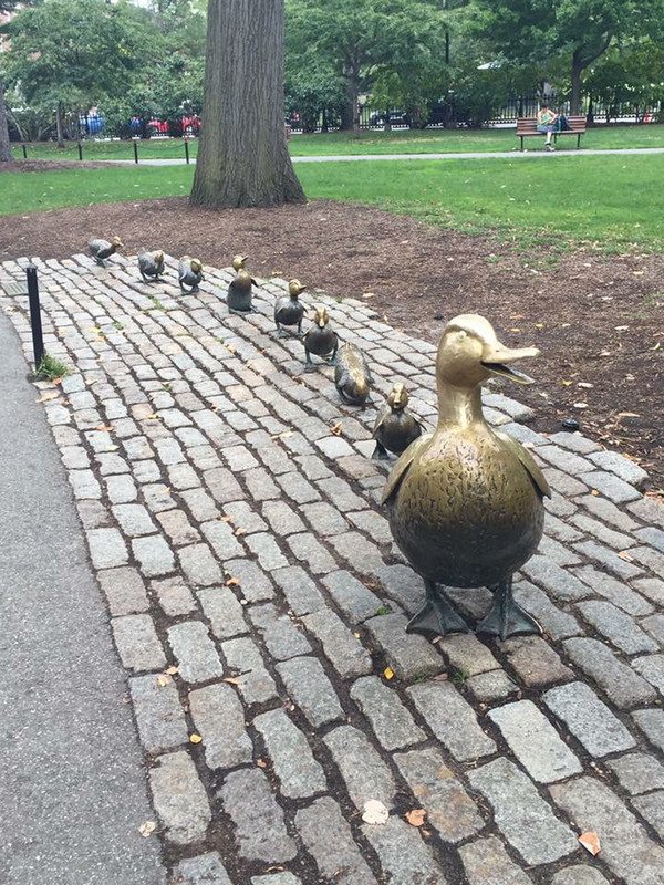 Ducks in Boston's Public Gardens