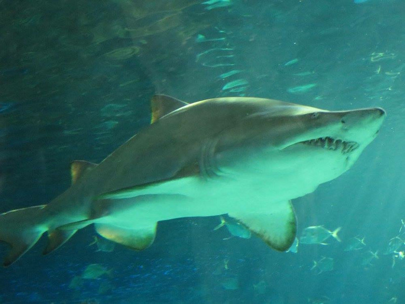 Shark in the aquarium