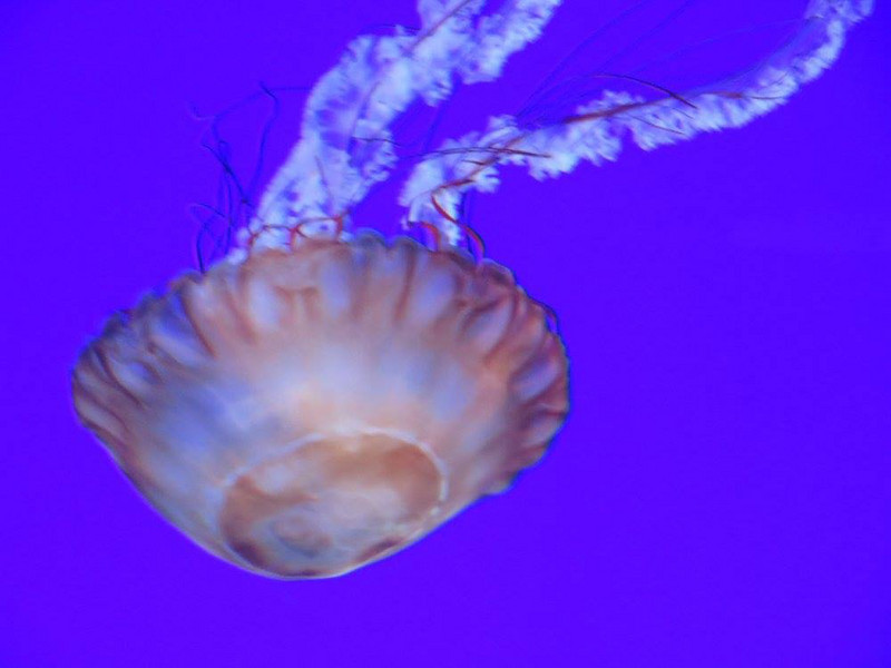Jellyfish at the aquarium