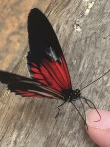 Mindo butterfly