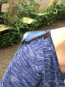 Butterfly on my shoulder