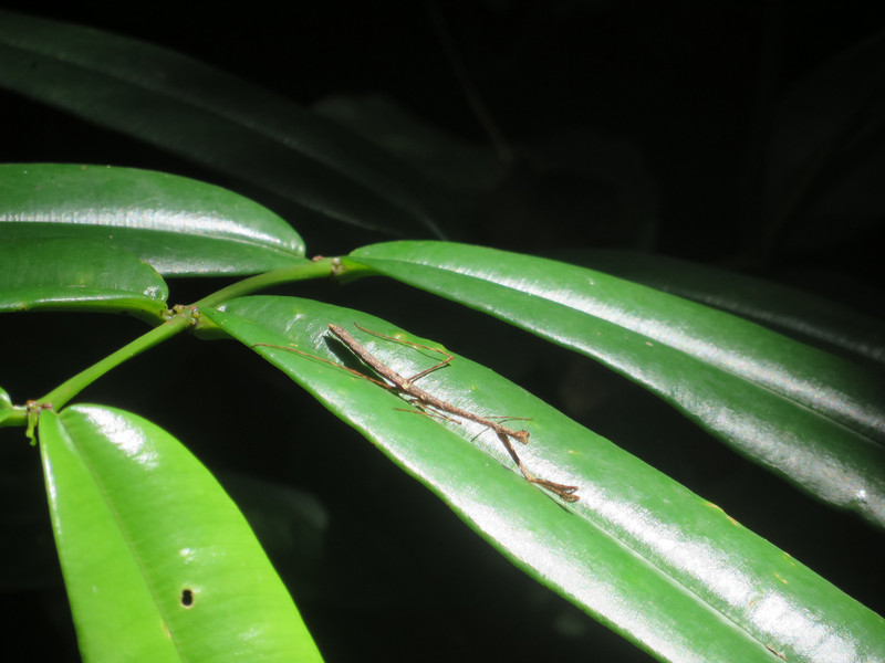 A mantis