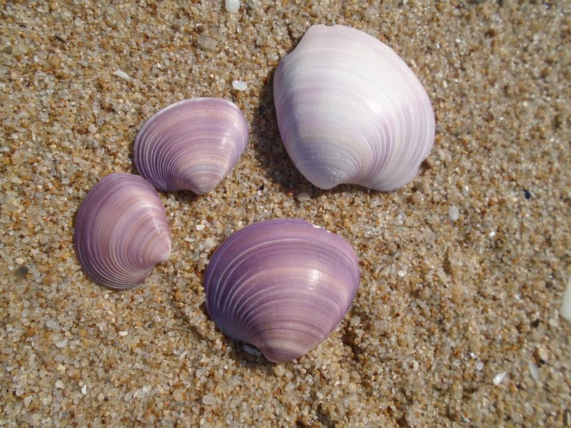 La Pedrera shells