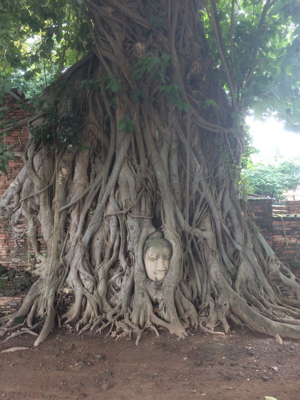 La tete de bouddha du XXIIIe siècle tombée au sol et captée par les racines du bouddhi tree