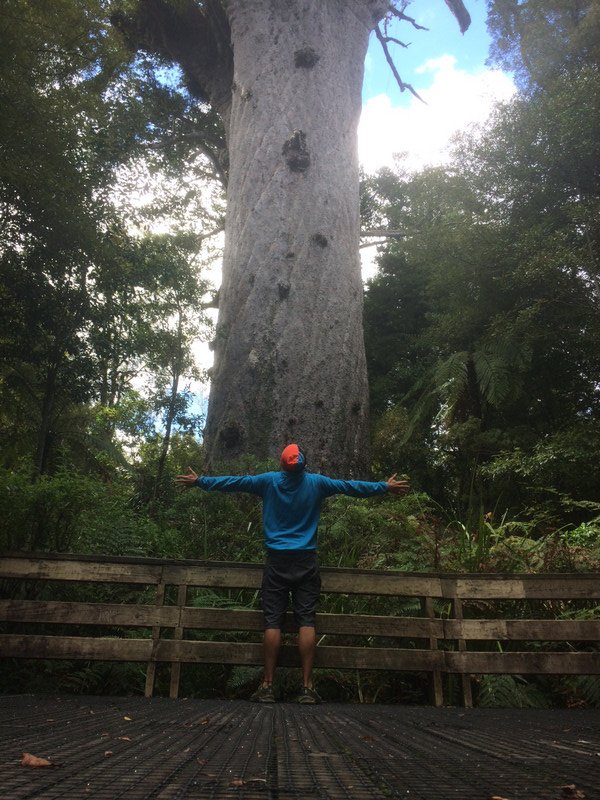 Tane Mahuta (lord of the forest)