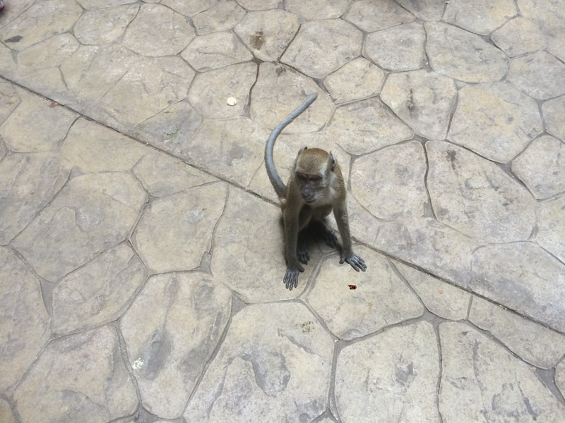 Monkeys In Batu Cave