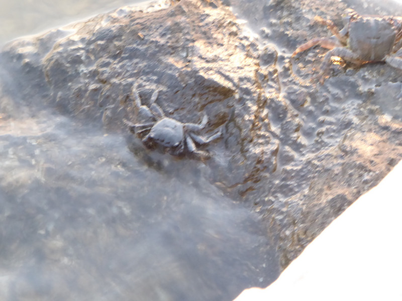 small crab