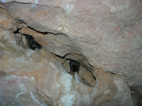 Tunnel Creek Bats