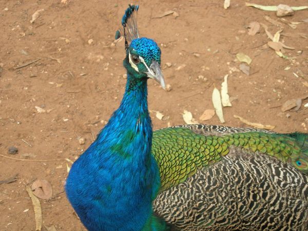Peacock at Mataranka