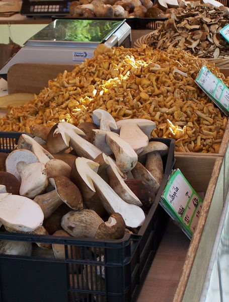 Large German mushrooms