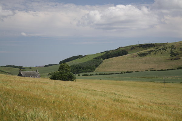 Barley fields in Fifeshire