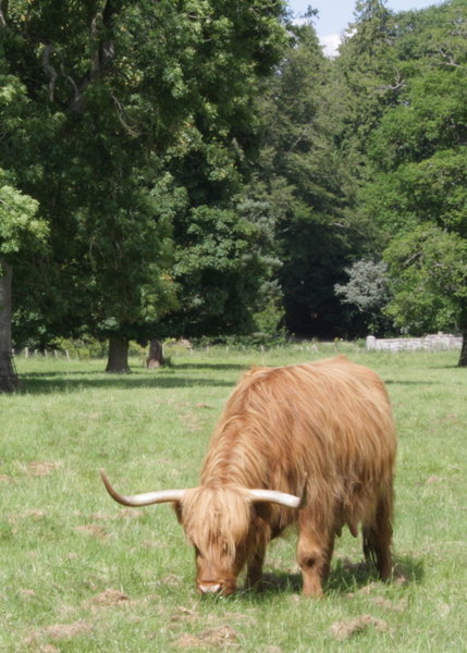 Hairy coo!