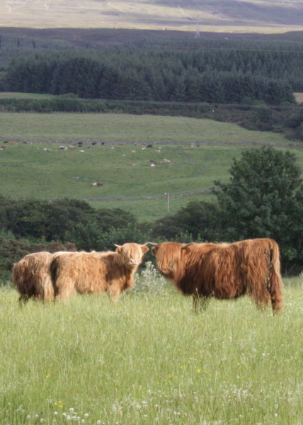 More Coos!