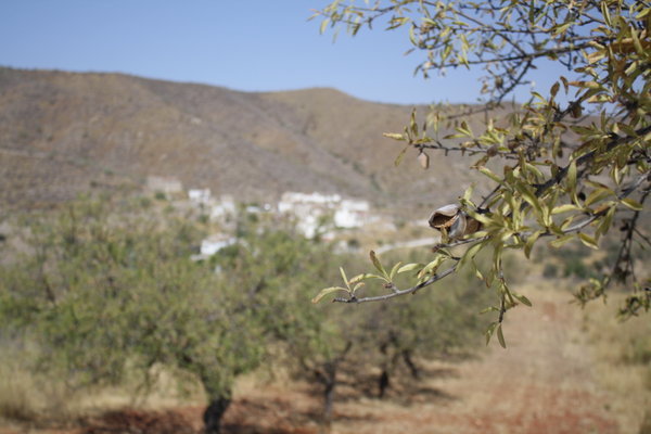 Almond groves above the rambla