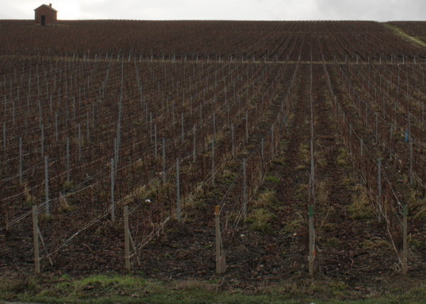 Vineyards of Champagne