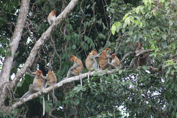 Proboscis Monkey family