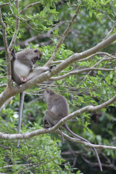 More long tailed macaques