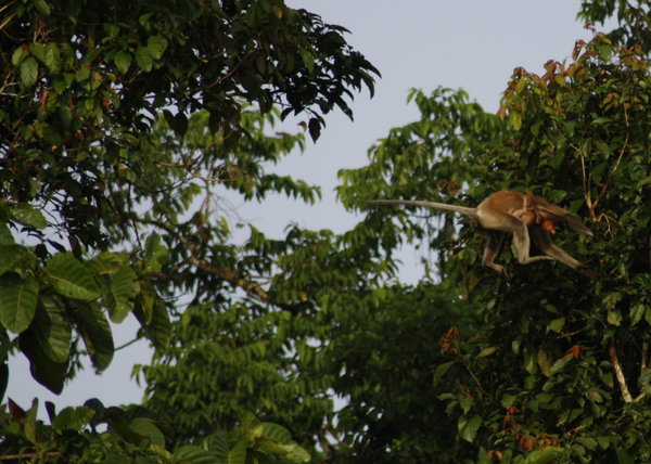 Proboscis monkey a-leavin'