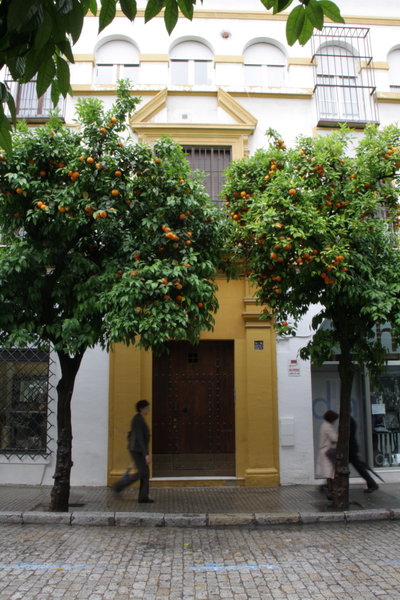 The famous orange trees line the streets