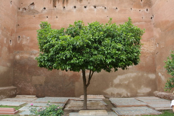 Orange tree at the Saadian Tombs